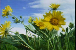 aseasononthemove_still3_flowers